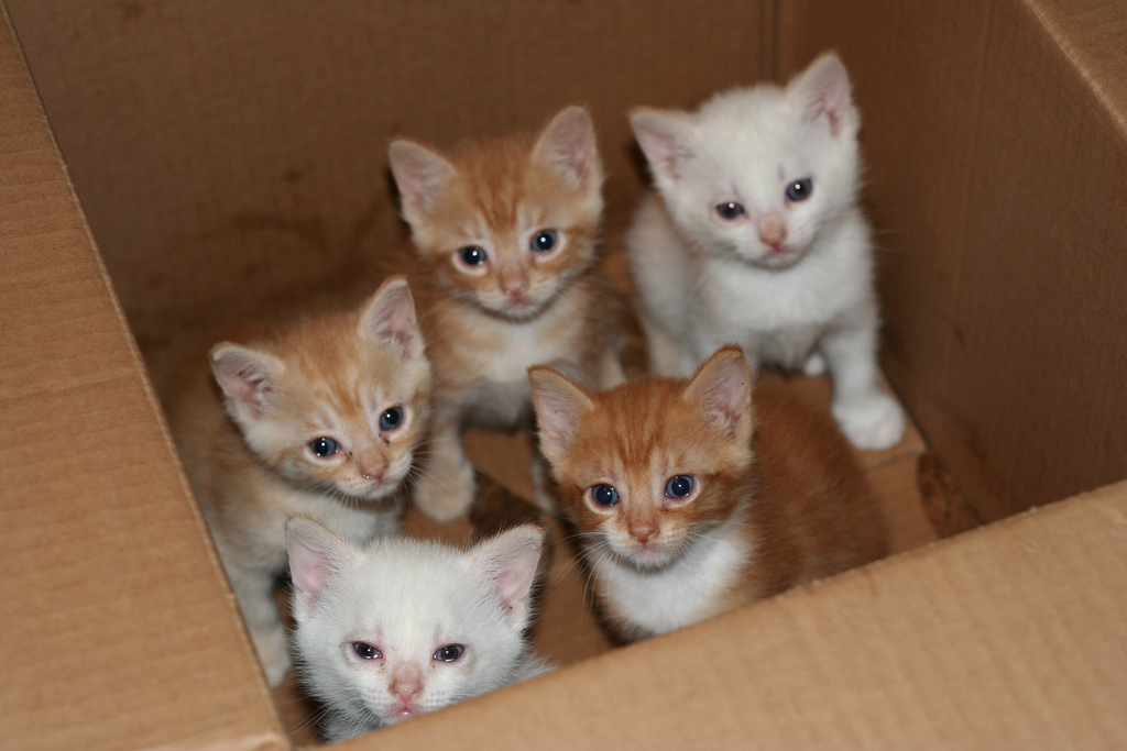 This is an image of kittens